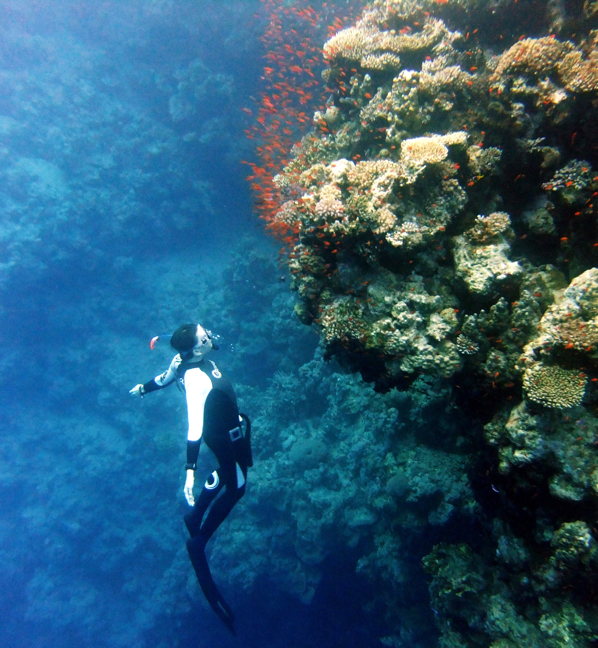 freediver_reef